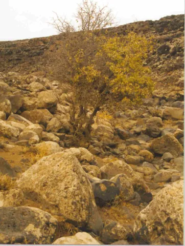 rajel